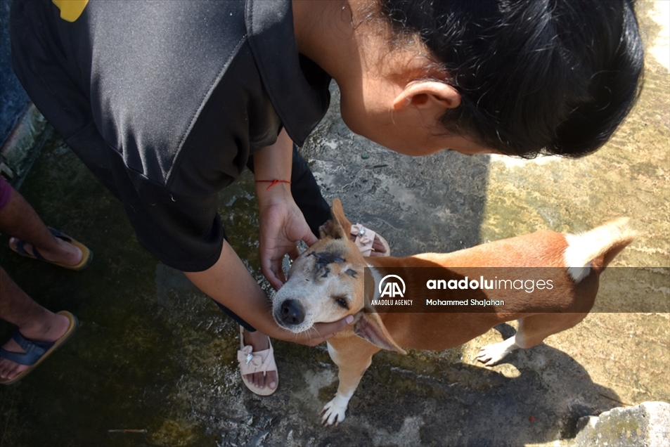 Varios perros abandonados fueron atendidos en un albergue de Bangladés en el Día Mundial de los Animales