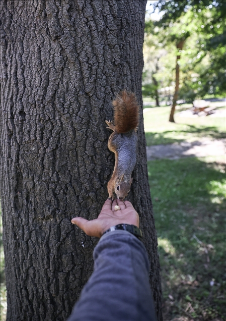 Squirrels in Istanbul's Emirgan Park