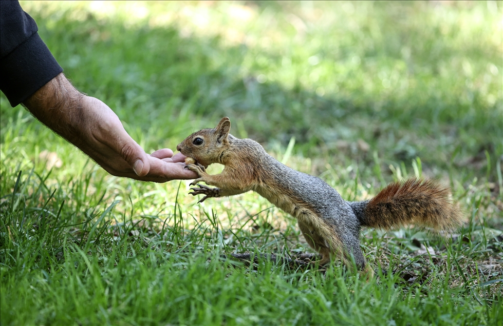 Squirrels in Istanbul's Emirgan Park