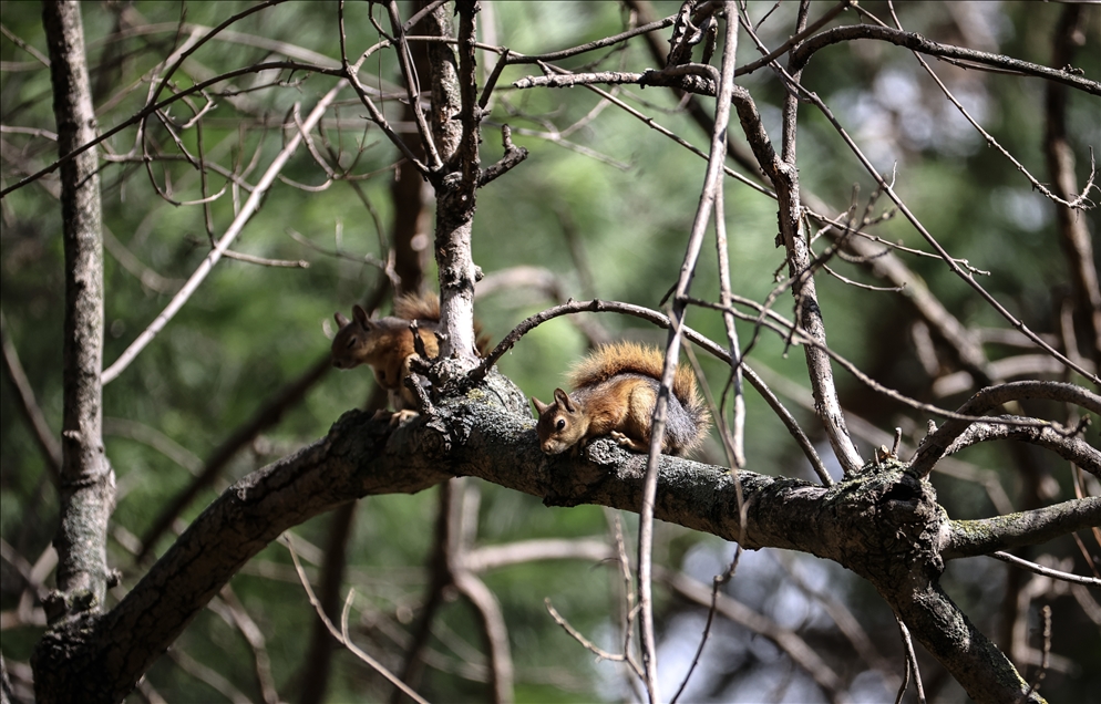 Squirrels in Istanbul's Emirgan Park