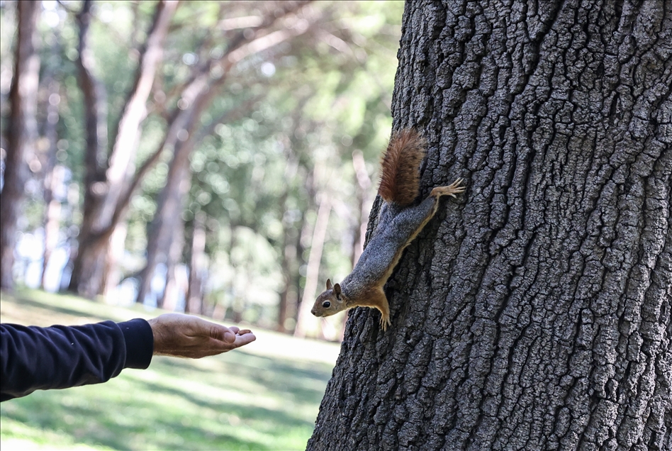Squirrels in Istanbul's Emirgan Park