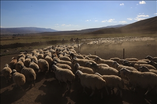 Perjalanan panjang penggembala menggiring ternak ke kampung halaman