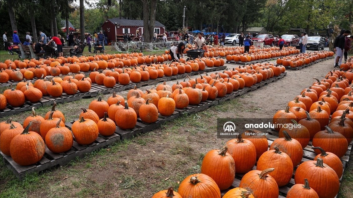 New Jersey'de bal kabakları toplandı