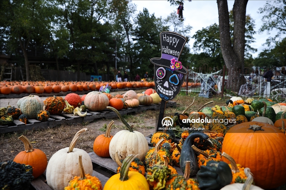 New Jersey'de bal kabakları toplandı