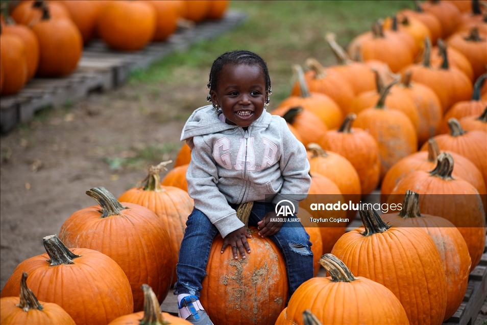 New Jersey'de bal kabakları toplandı