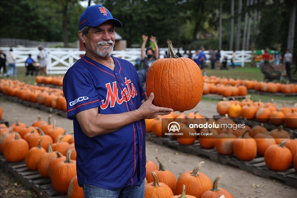 New Jersey'de bal kabakları toplandı