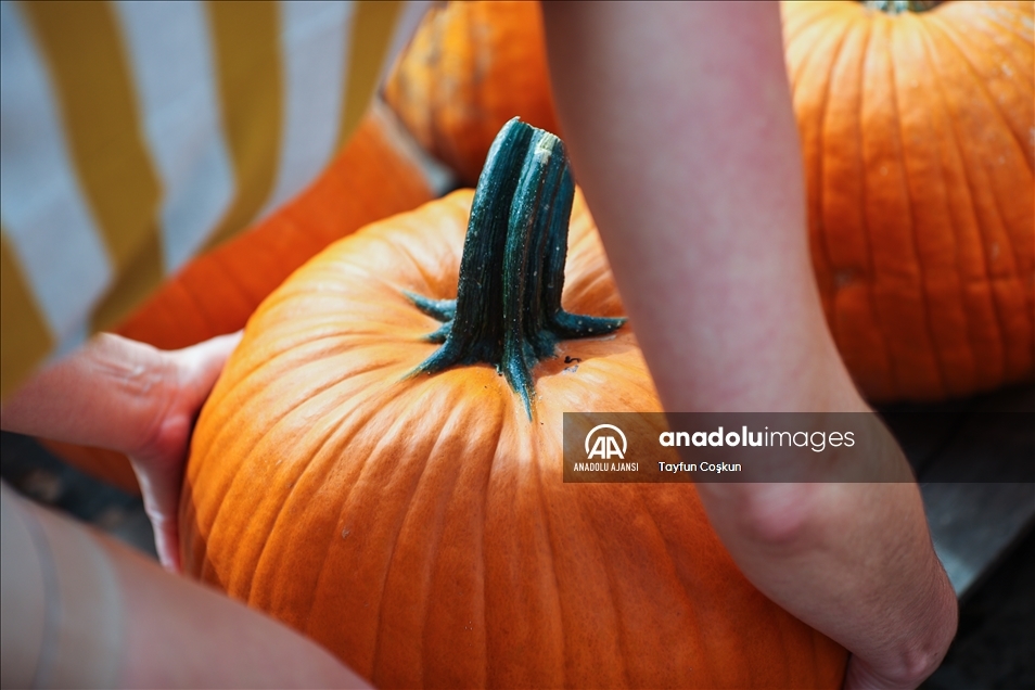 New Jersey'de bal kabakları toplandı