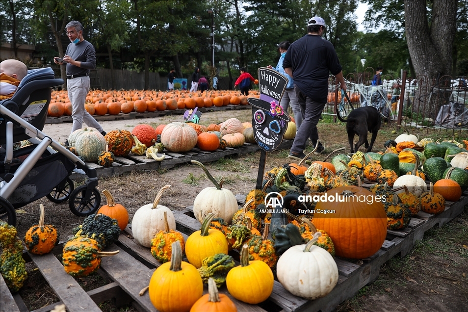 New Jersey'de bal kabakları toplandı