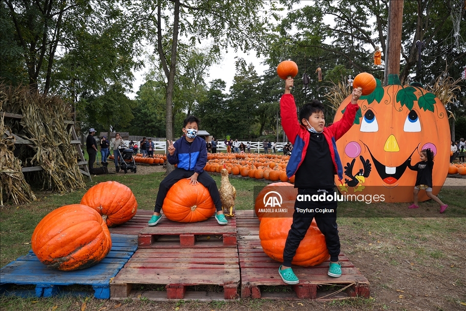 New Jersey'de bal kabakları toplandı