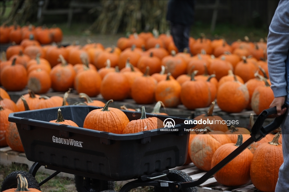New Jersey'de bal kabakları toplandı
