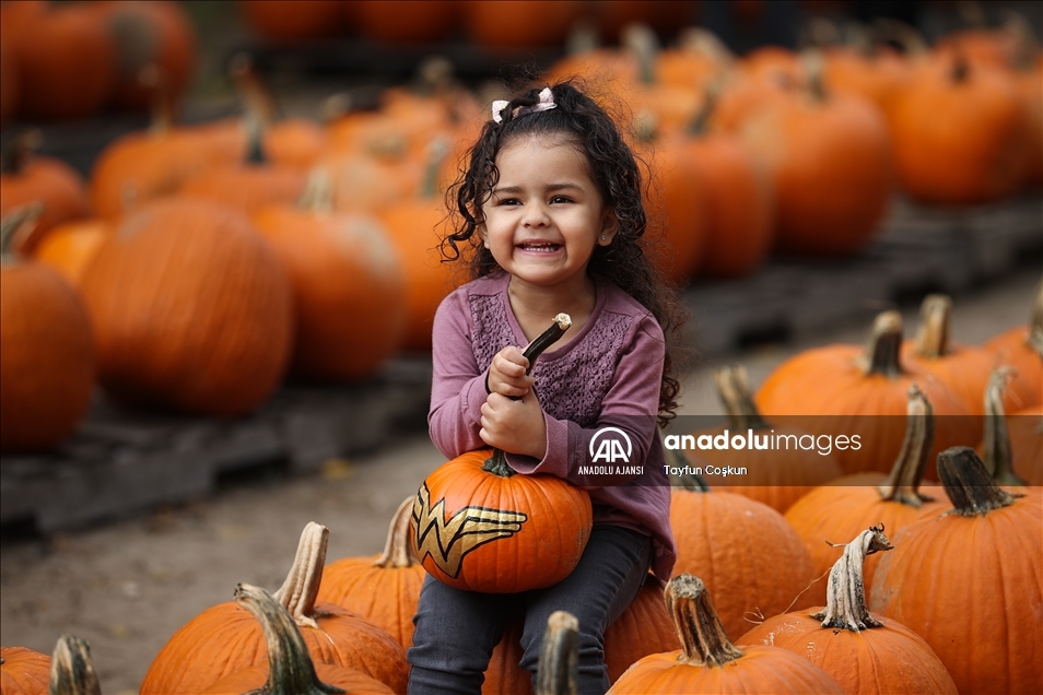 New Jersey'de bal kabakları toplandı