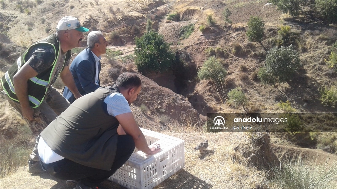 تركيا.. إطلاق 1250 طائر حجل لتعزيز الحياة البرية