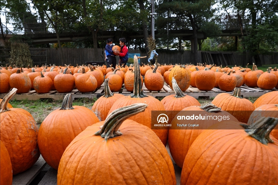 New Jersey'de bal kabakları toplandı