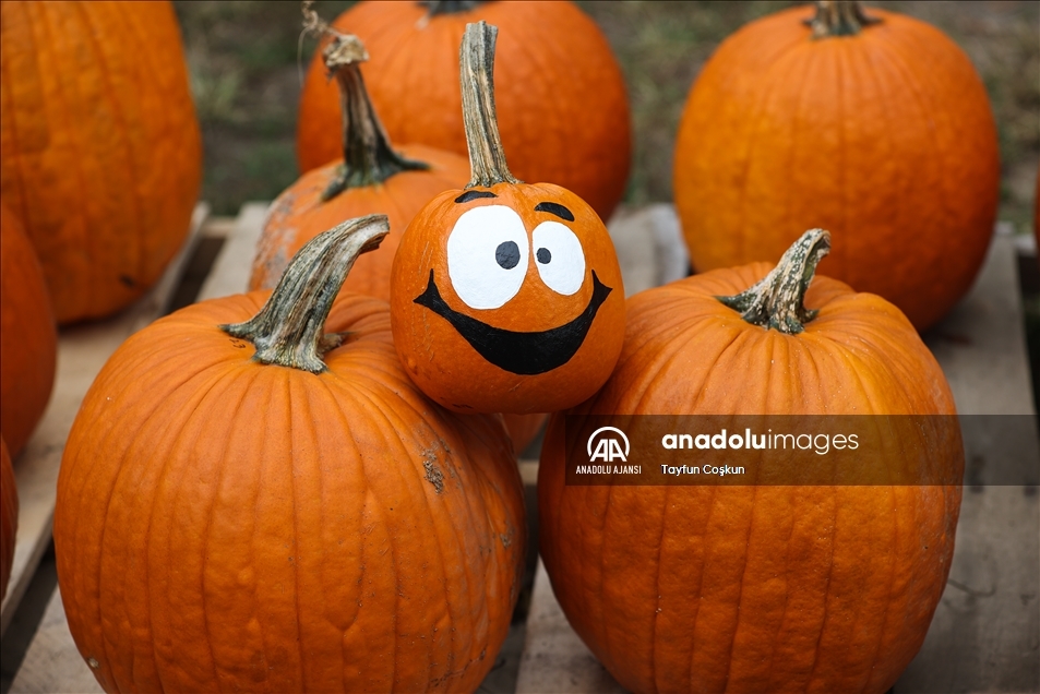 New Jersey'de bal kabakları toplandı