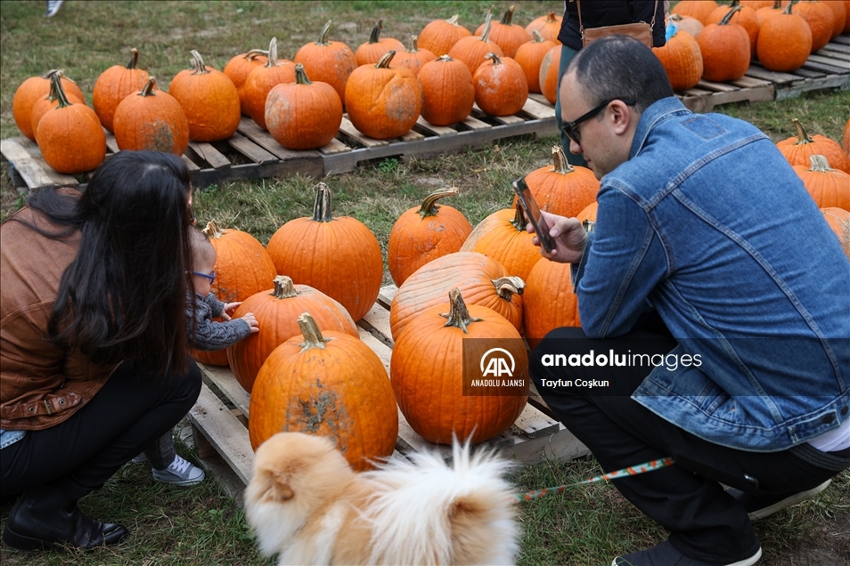 New Jersey'de bal kabakları toplandı