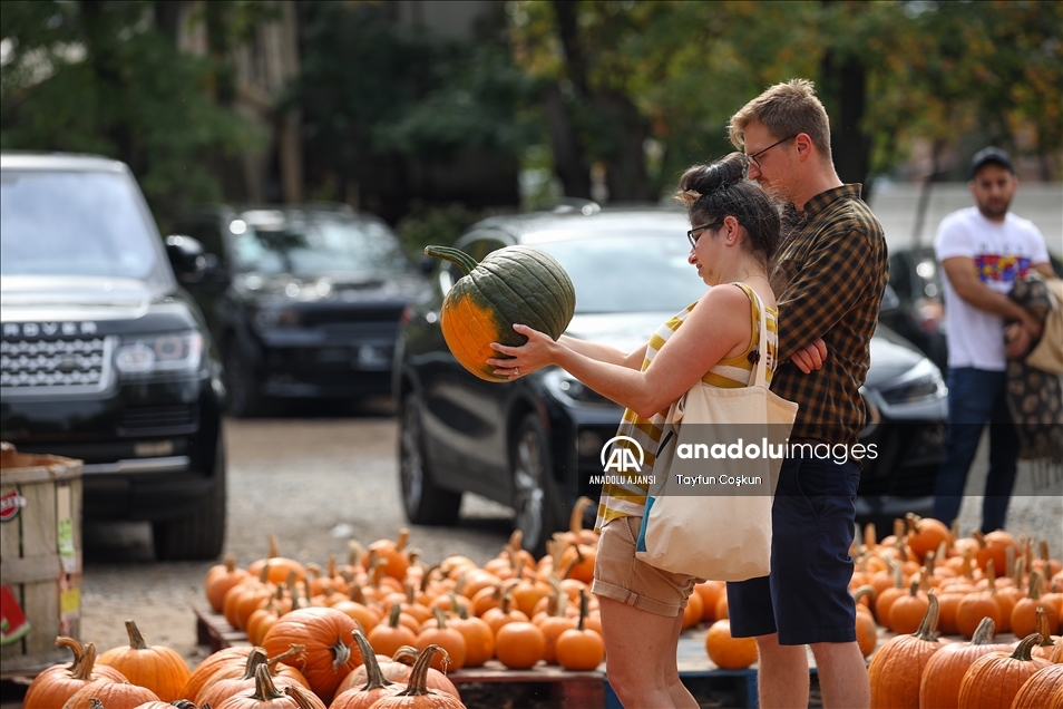 New Jersey'de bal kabakları toplandı