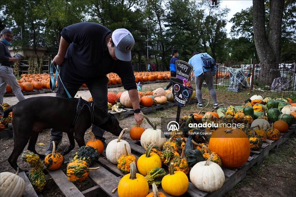New Jersey'de bal kabakları toplandı