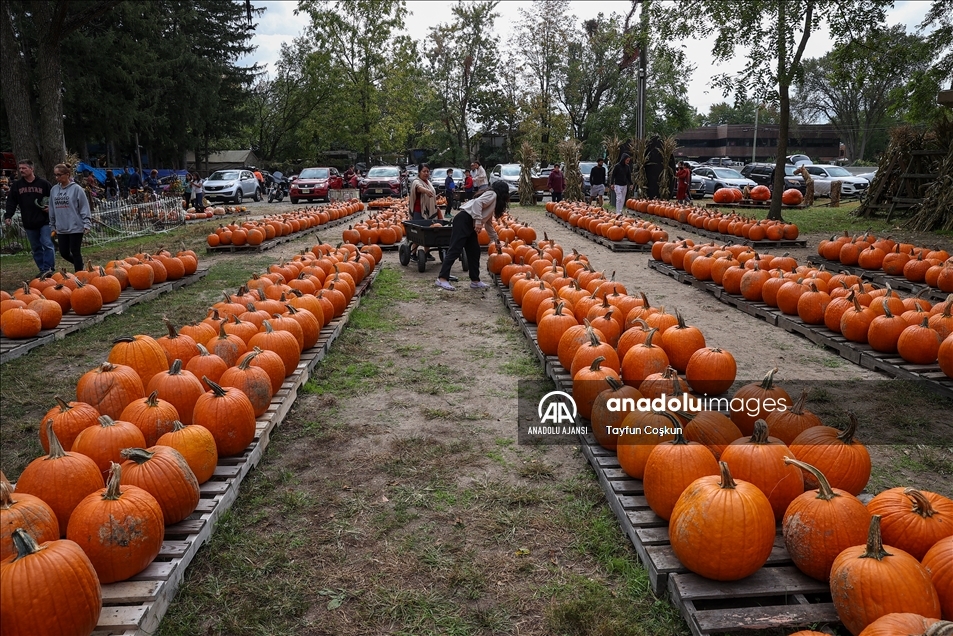 New Jersey'de bal kabakları toplandı