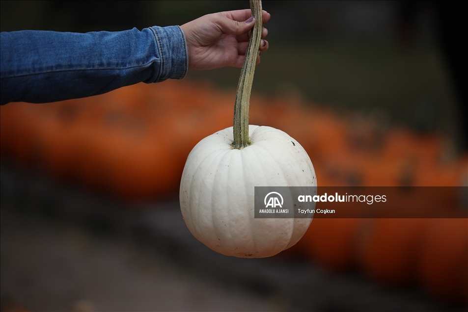 New Jersey'de bal kabakları toplandı