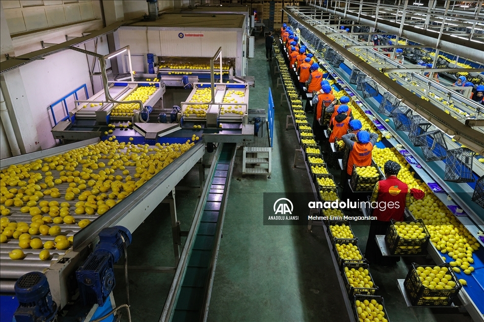 Limon ihracatında hedef 300 milyon dolar