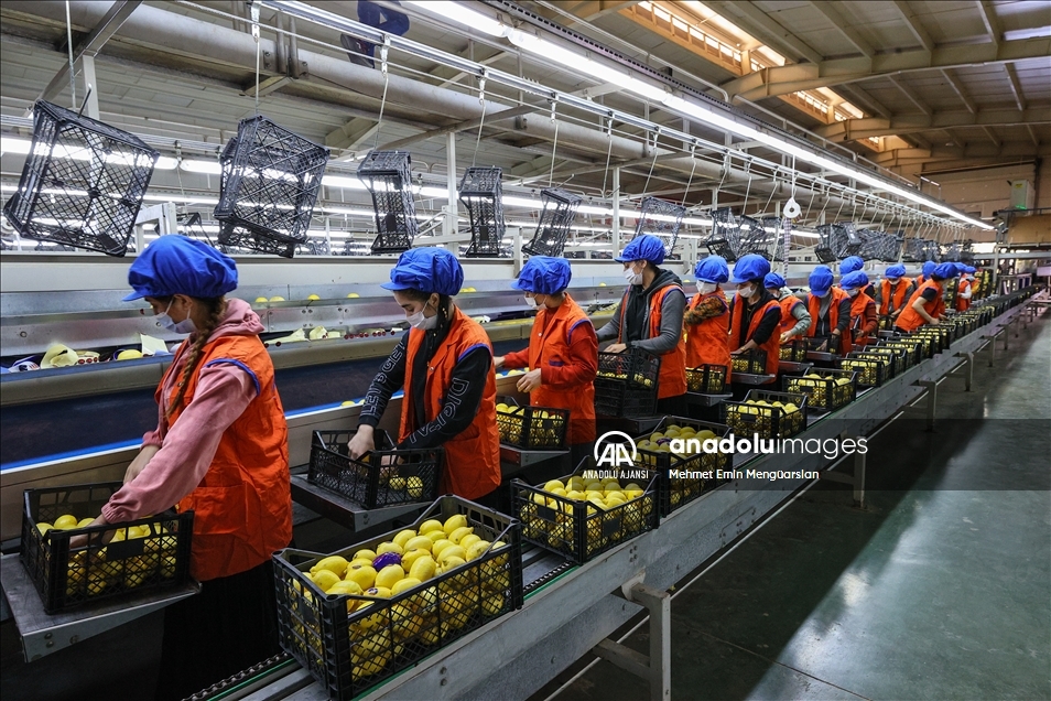 Limon ihracatında hedef 300 milyon dolar