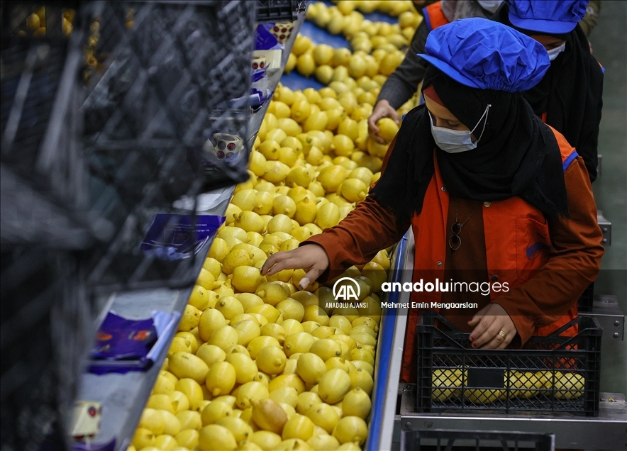 Limon ihracatında hedef 300 milyon dolar