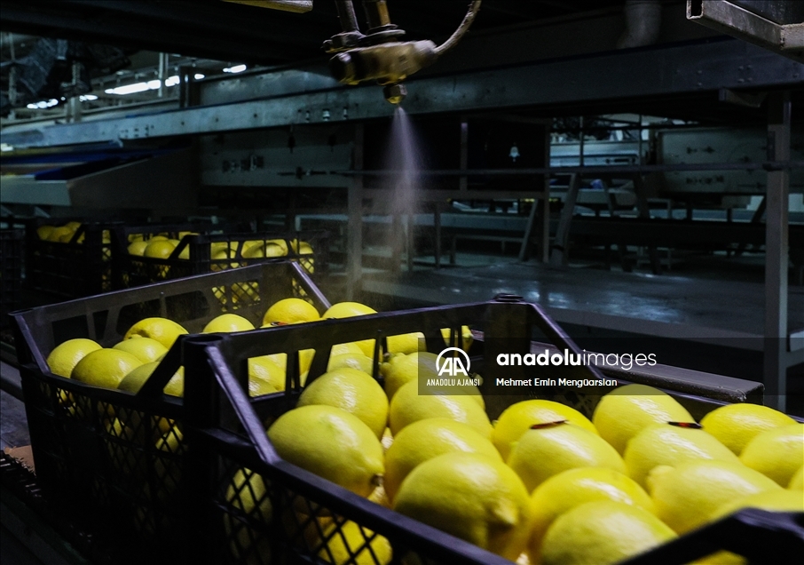 Limon ihracatında hedef 300 milyon dolar