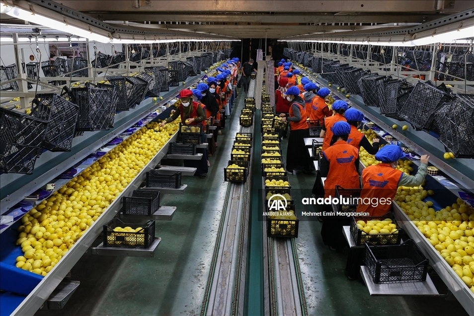 Limon ihracatında hedef 300 milyon dolar