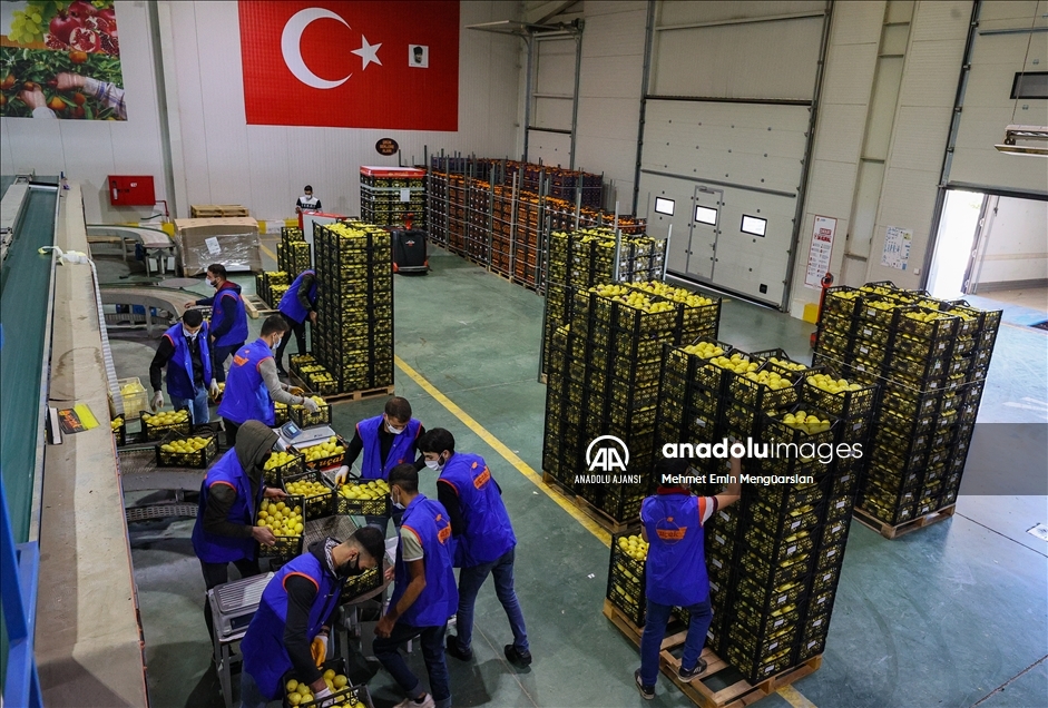 Limon ihracatında hedef 300 milyon dolar