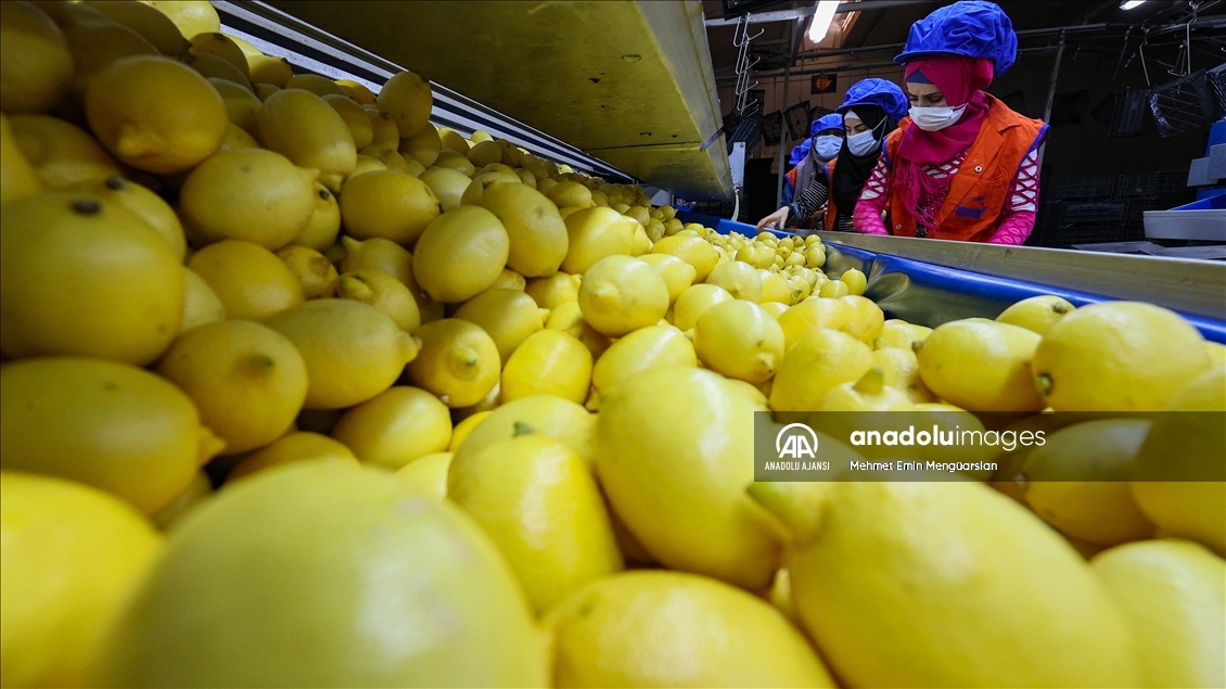 Limon ihracatında hedef 300 milyon dolar
