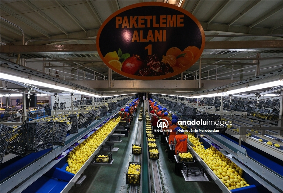 Limon ihracatında hedef 300 milyon dolar