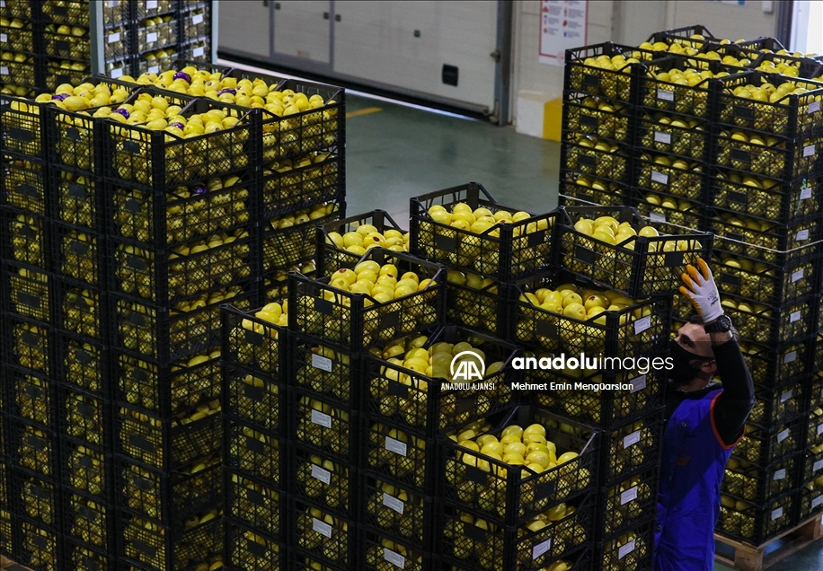 Limon ihracatında hedef 300 milyon dolar