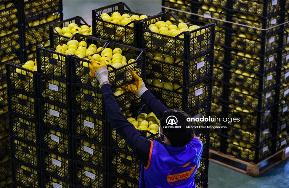 Limon ihracatında hedef 300 milyon dolar