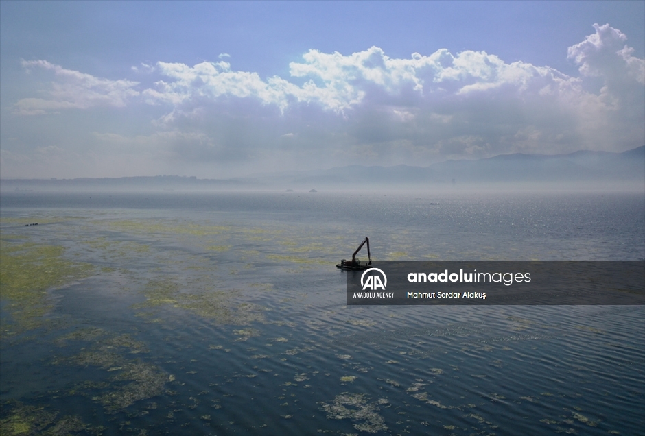 La lechuga marina se extiende por el Golfo de Esmirna, Turquía