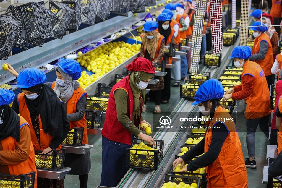 Limon ihracatında hedef 300 milyon dolar