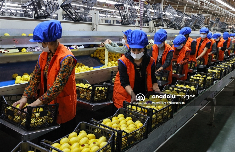 Limon ihracatında hedef 300 milyon dolar