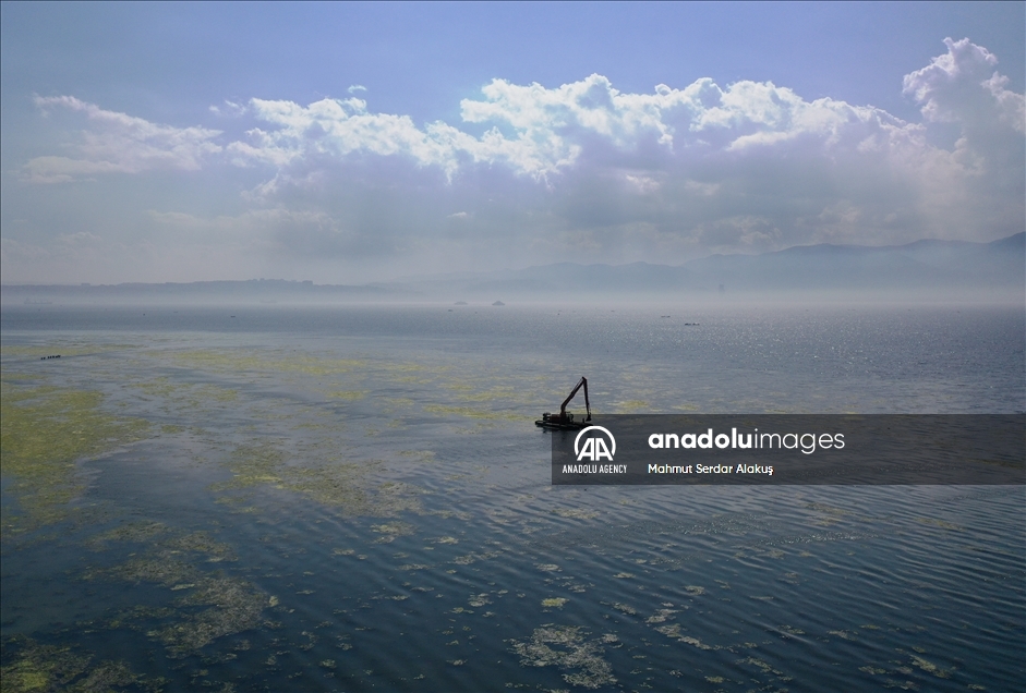 Selada laut (Ulva lactuca) menyebar di Teluk Izmir