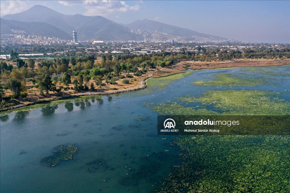 Selada laut (Ulva lactuca) menyebar di Teluk Izmir