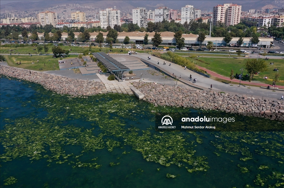 Selada laut (Ulva lactuca) menyebar di Teluk Izmir