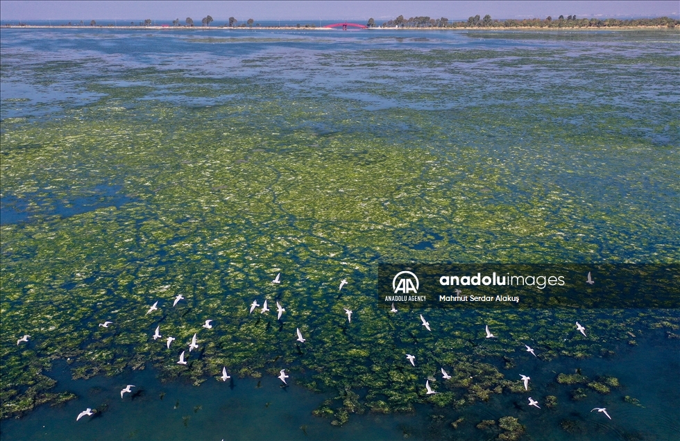 Selada laut (Ulva lactuca) menyebar di Teluk Izmir
