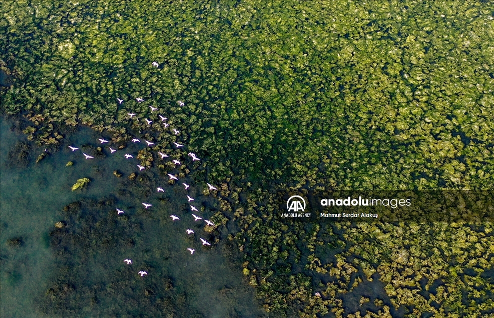 Selada laut (Ulva lactuca) menyebar di Teluk Izmir
