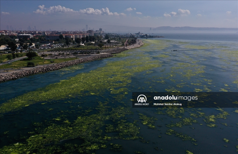 Selada laut (Ulva lactuca) menyebar di Teluk Izmir