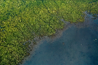 Selada laut (Ulva lactuca) menyebar di Teluk Izmir