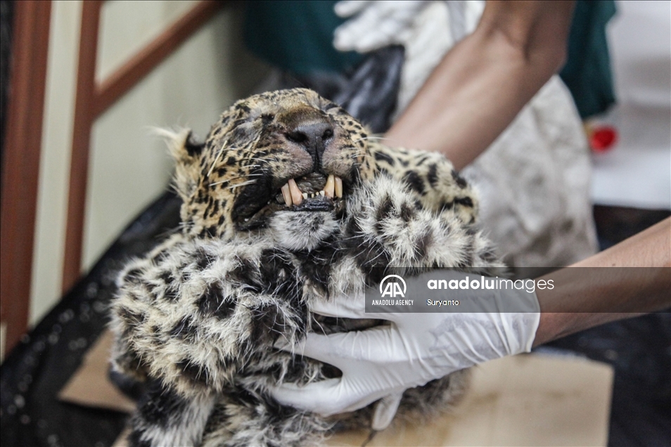 Illegal Animal Trad In Indonesia