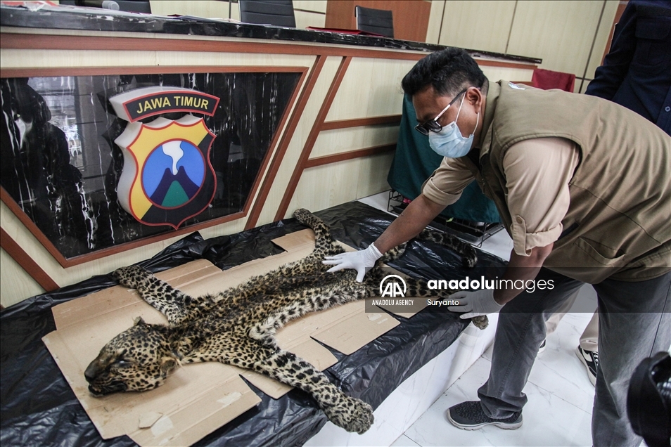Illegal Animal Trad In Indonesia
