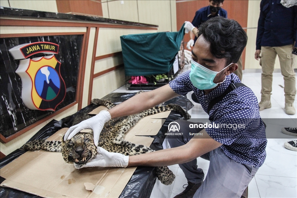 Illegal Animal Trad In Indonesia