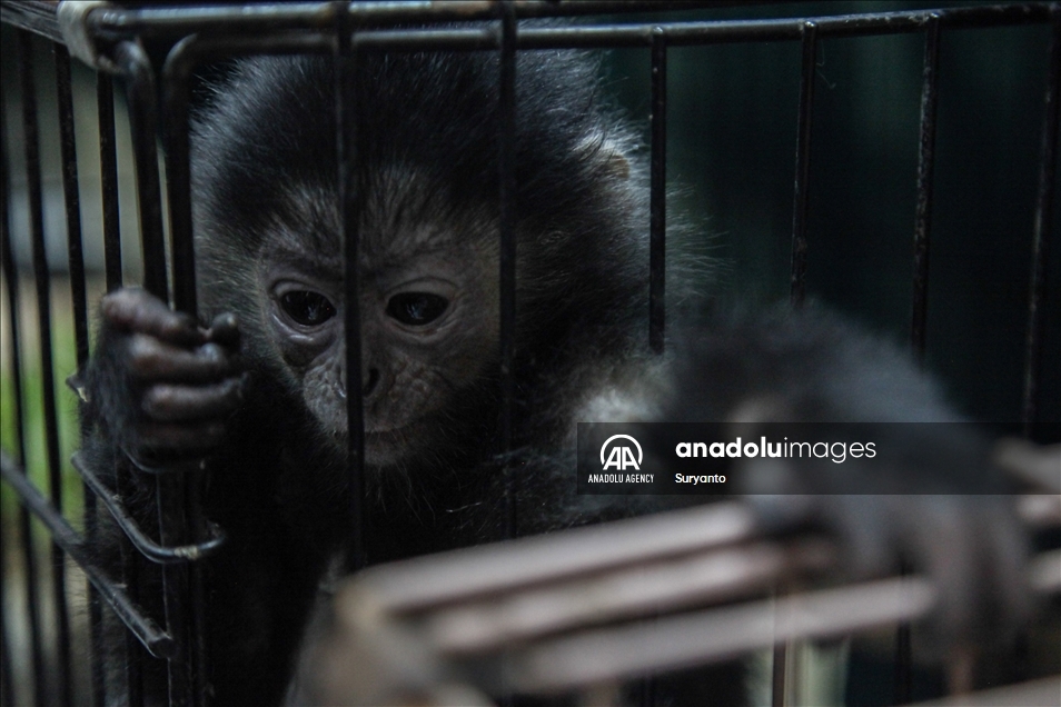 Illegal Animal Trad In Indonesia