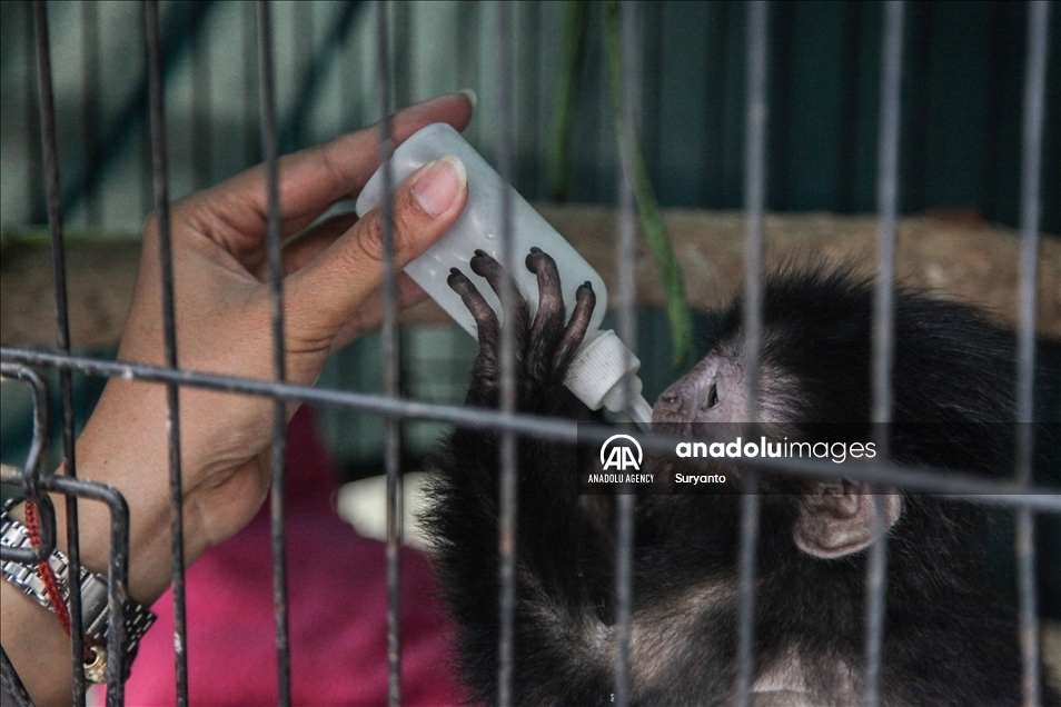 Illegal Animal Trad In Indonesia