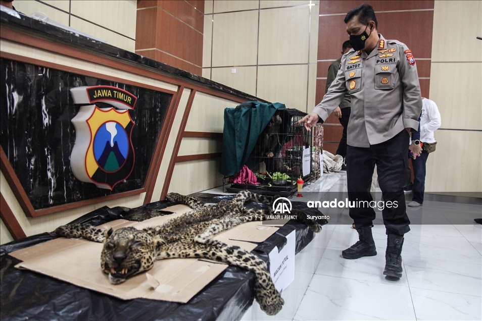 Illegal Animal Trad In Indonesia