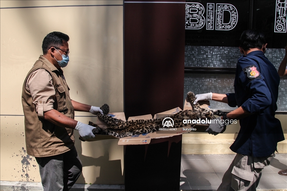 Illegal Animal Trad In Indonesia